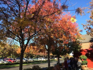 Autumn Leaves cover the outskirts of Bouchon